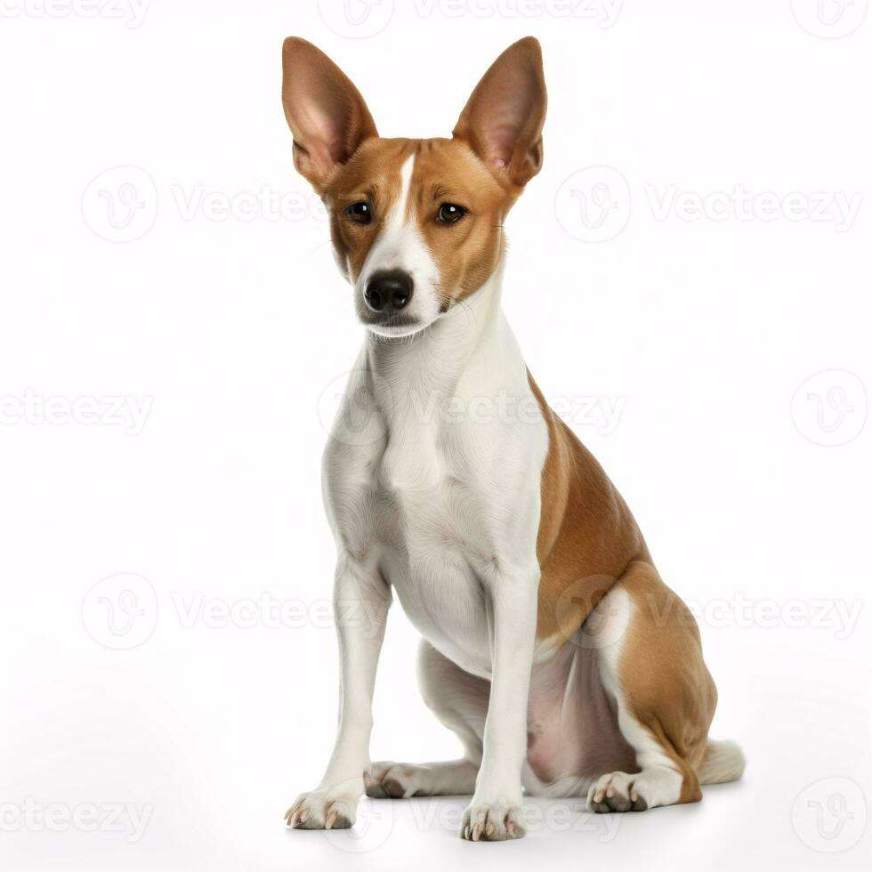 basenji breed dog isolated on a clear white background photo