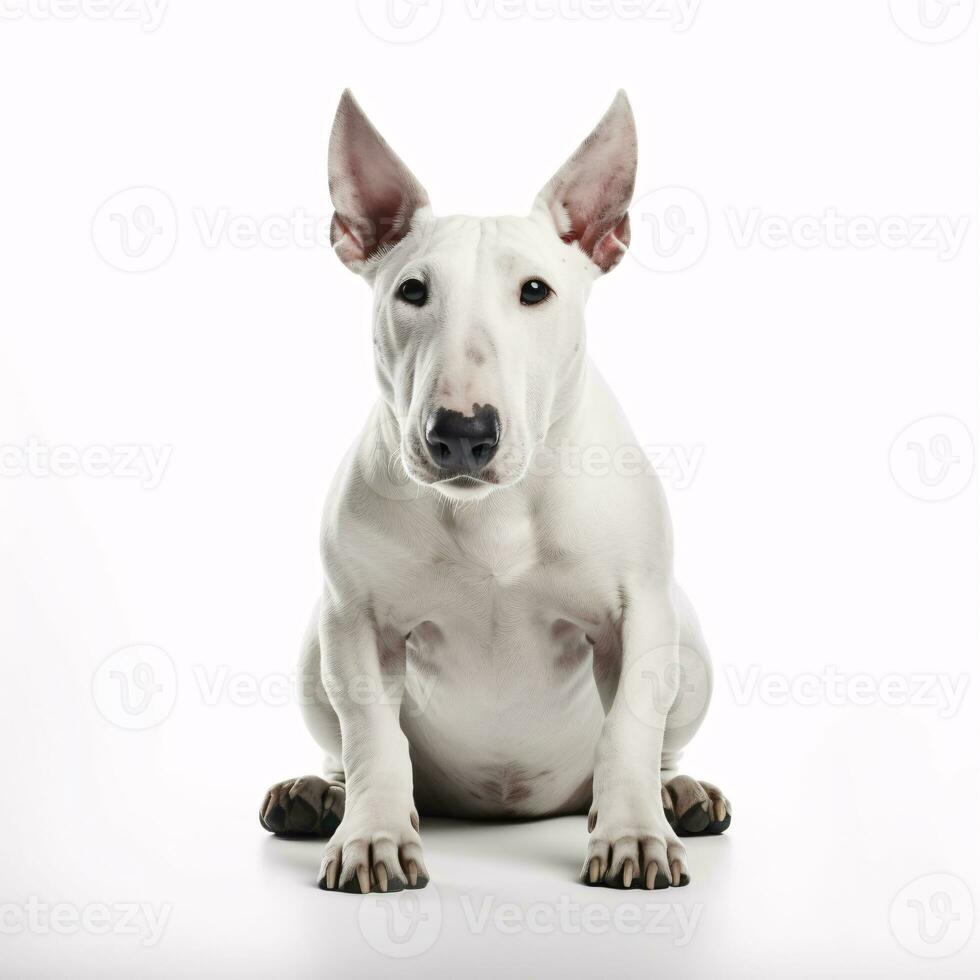 Bull terrier breed dog isolated on a bright white background photo