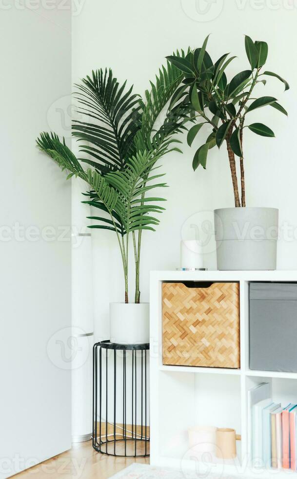 Space of home interior with beautiful house plants photo