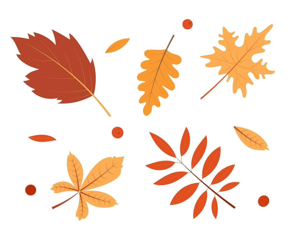 Autumn leaves set. Elements for design isolated on white background. vector