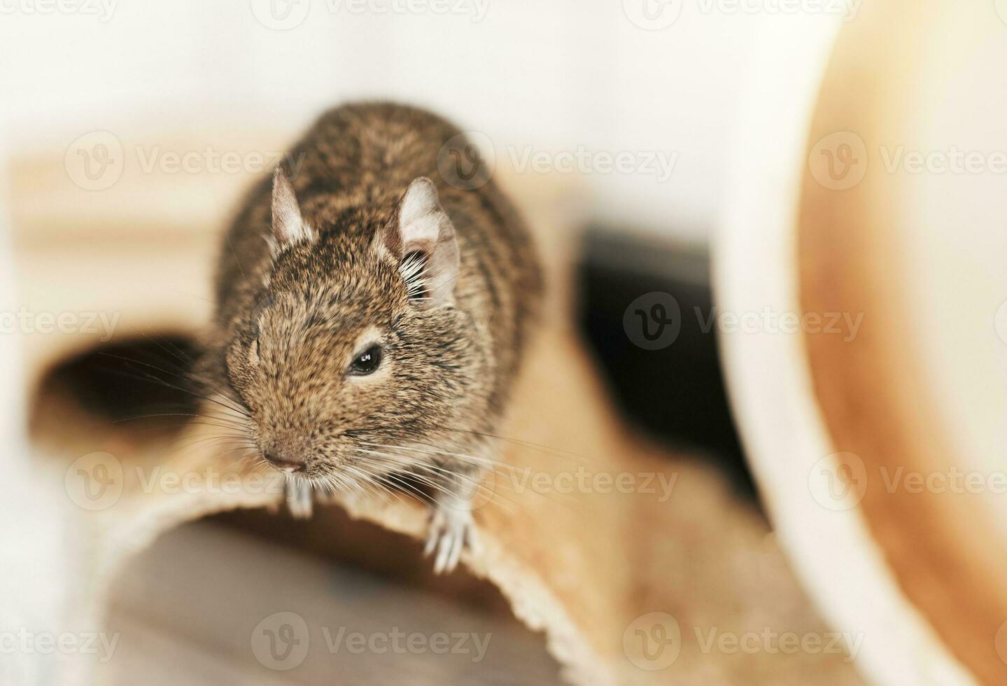 Little cute gray aquirrel Degu photo