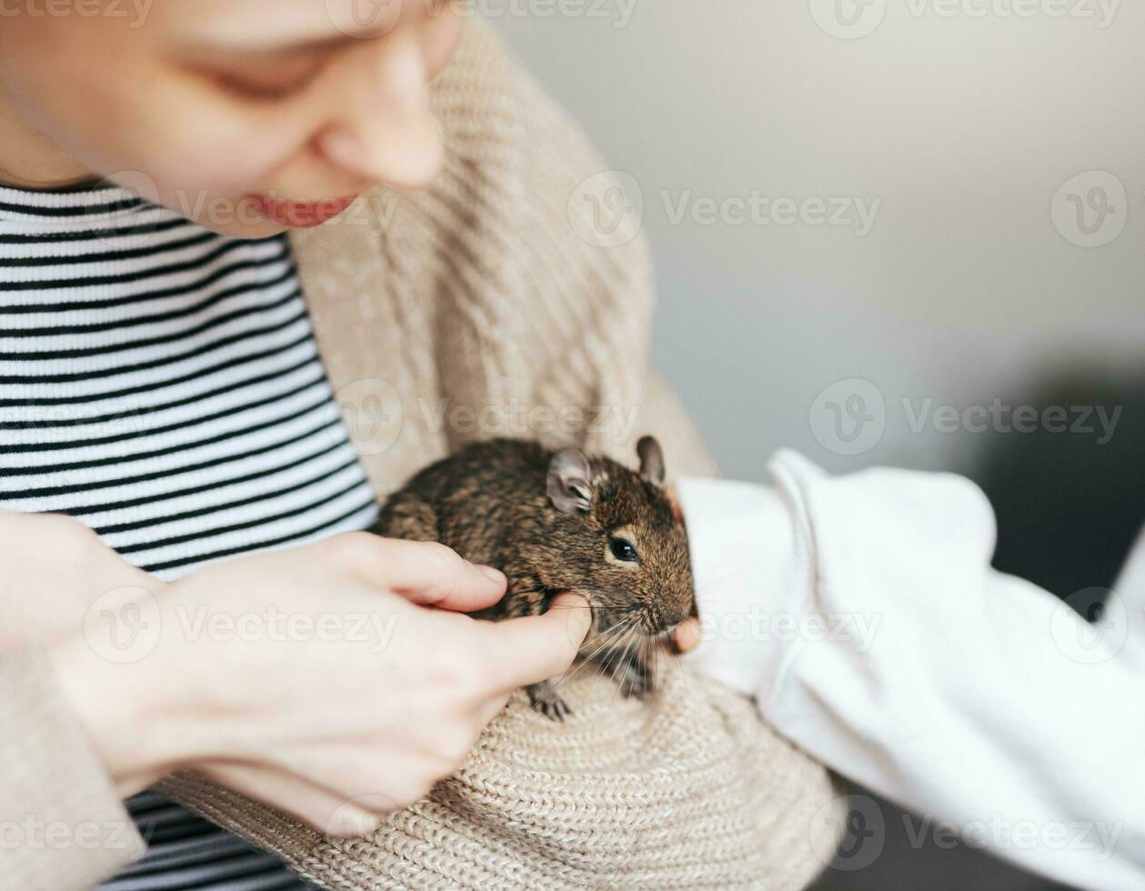 Young girl playing with small animal degu squirrel. photo