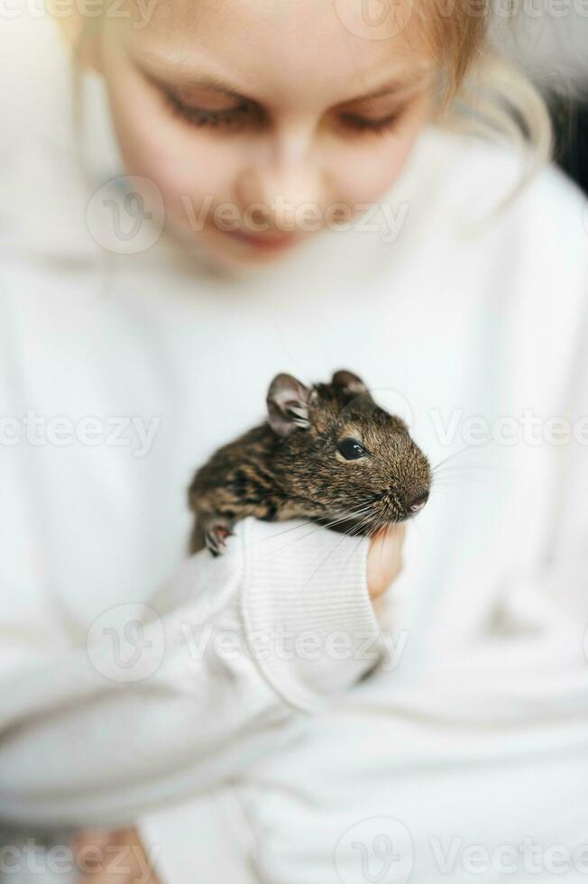 Little girl playing with small animal degu squirrel. photo