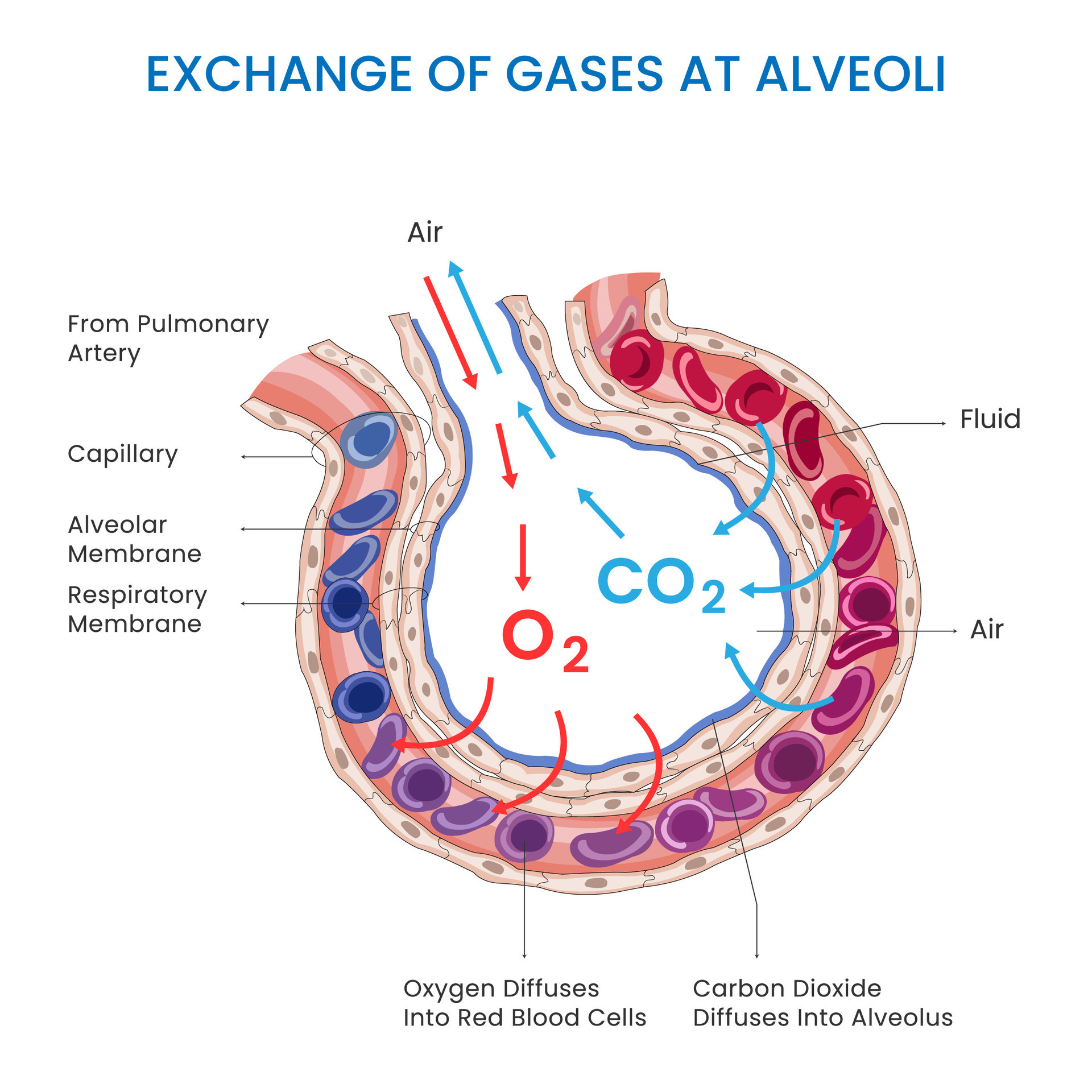 Alveoli gas exchange, Oxygen in, carbon dioxide out, facilitating ...