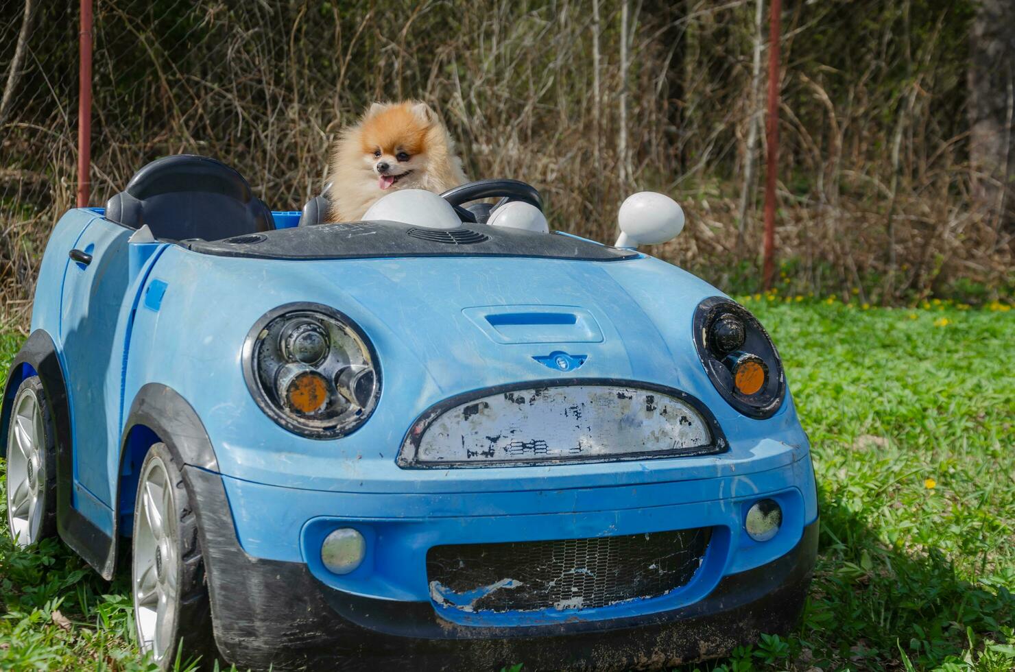 A small dog sits in a children's car photo