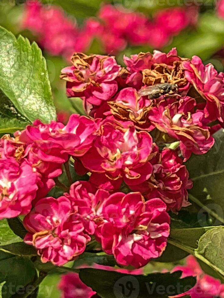 Beautiful tree with pink flowers 26303050 Stock Photo at Vecteezy