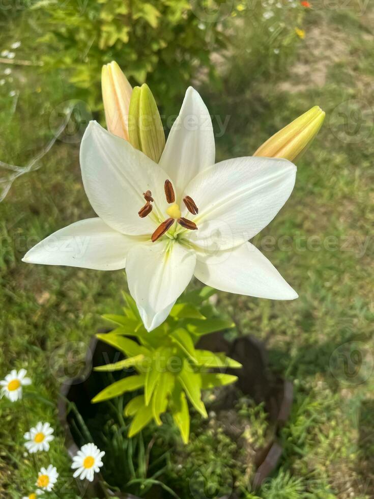 Beautiful white lily blossomed in the garden photo