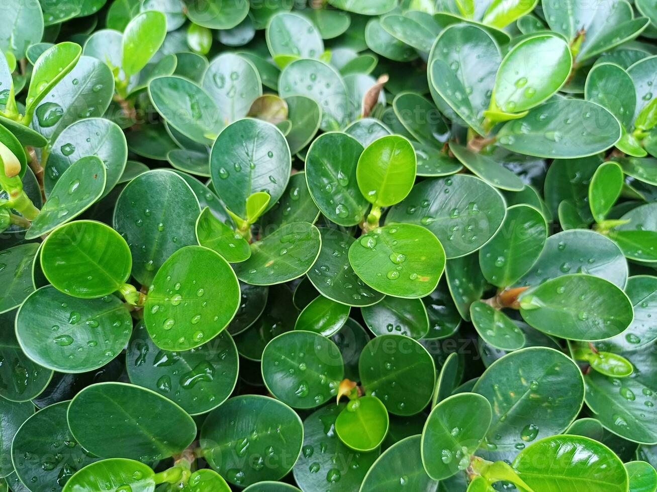 Group of Ficus annulata with drop rain,round shape green leaves nature background. photo