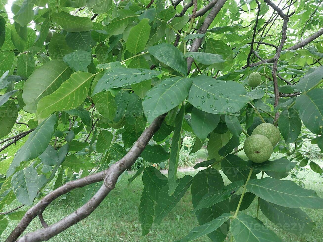 Walnut fruits grow on a tree in summer photo