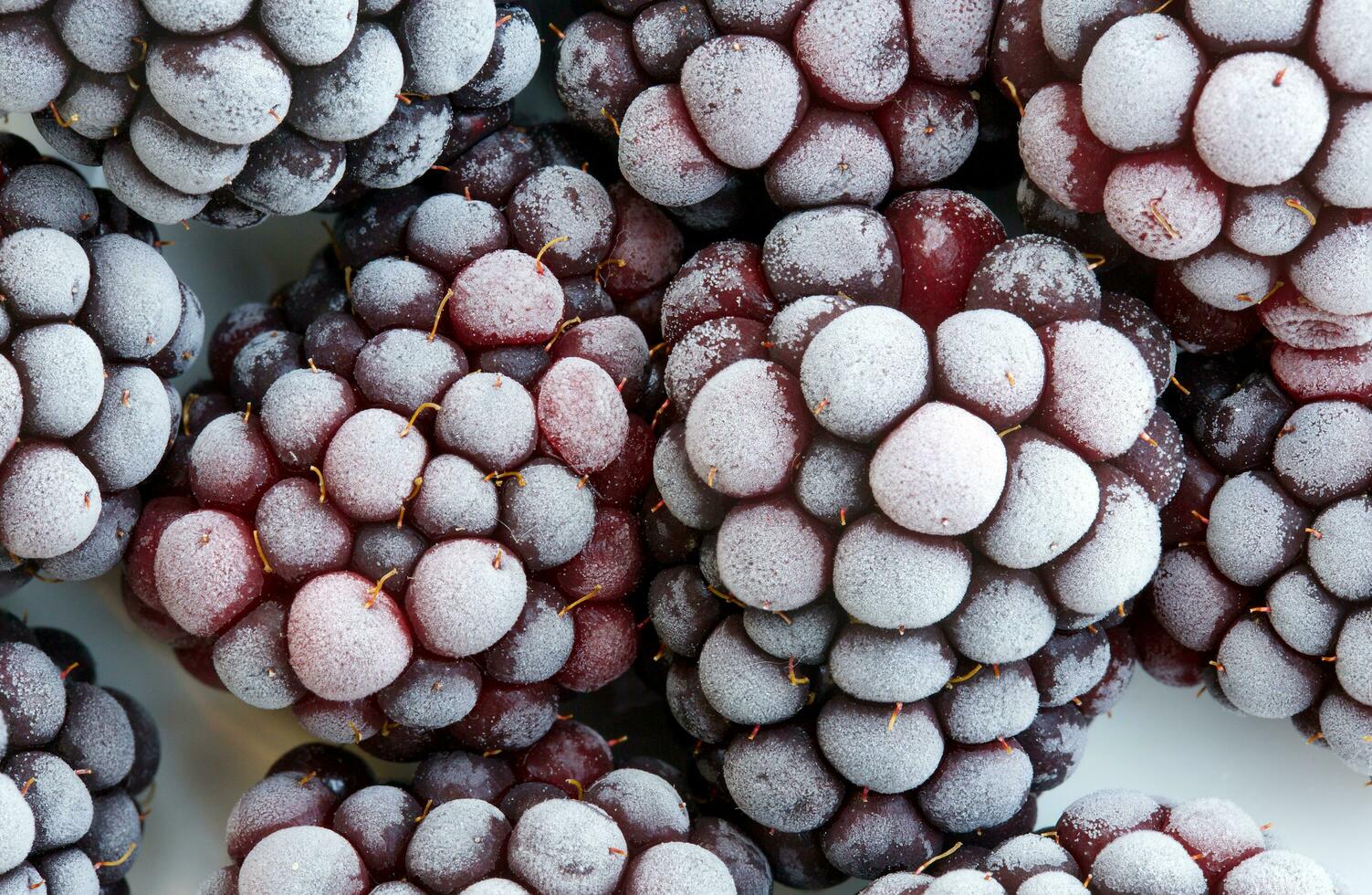 Frozen blackberries on a white plate. Closeup photo