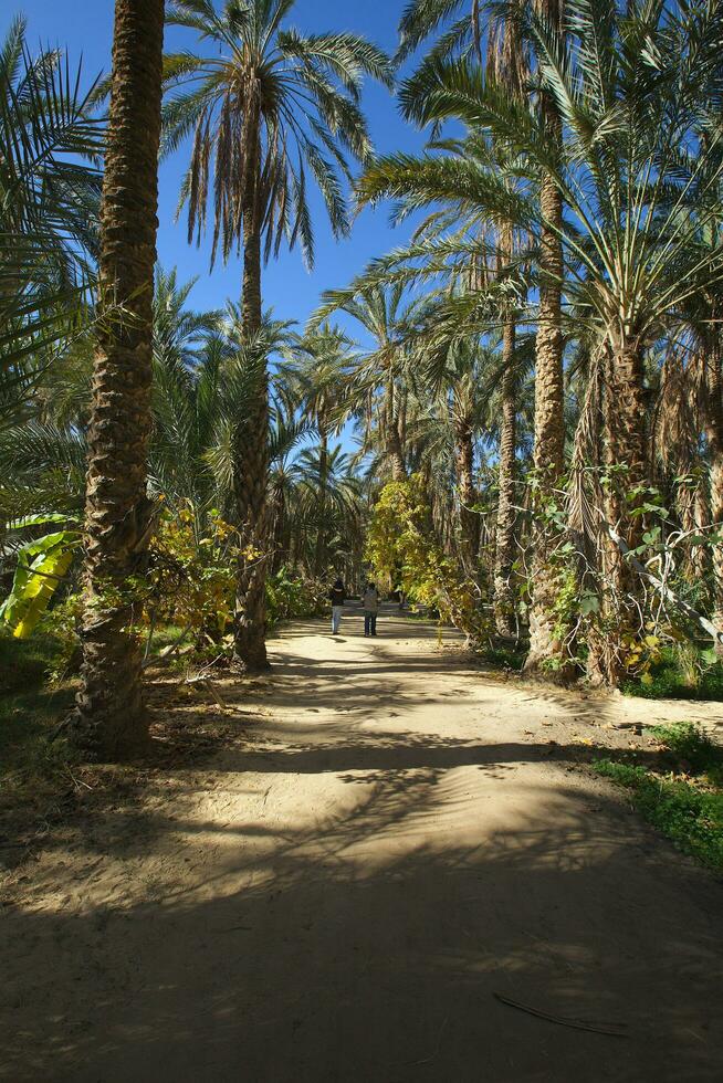 Two men and a child are walking in an oasis photo