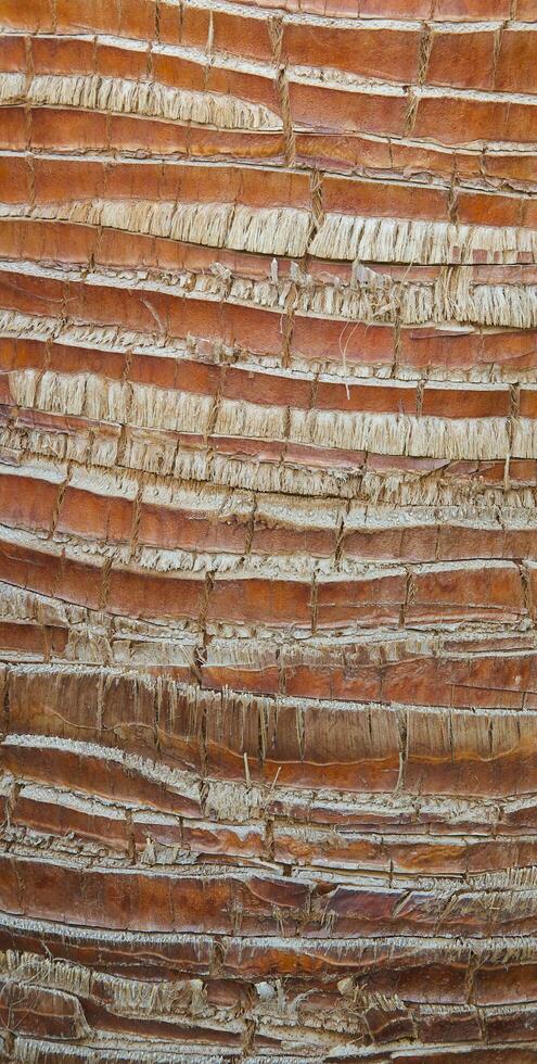 Skinned young palm tree trunk photo