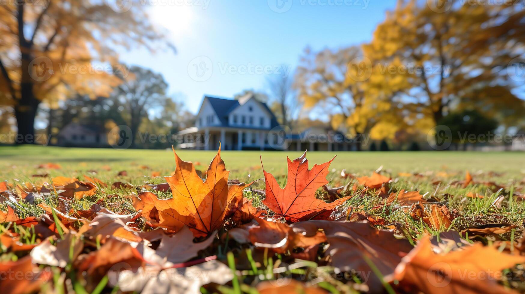 Yellow fallen maple leaves in a park on autumn. photo