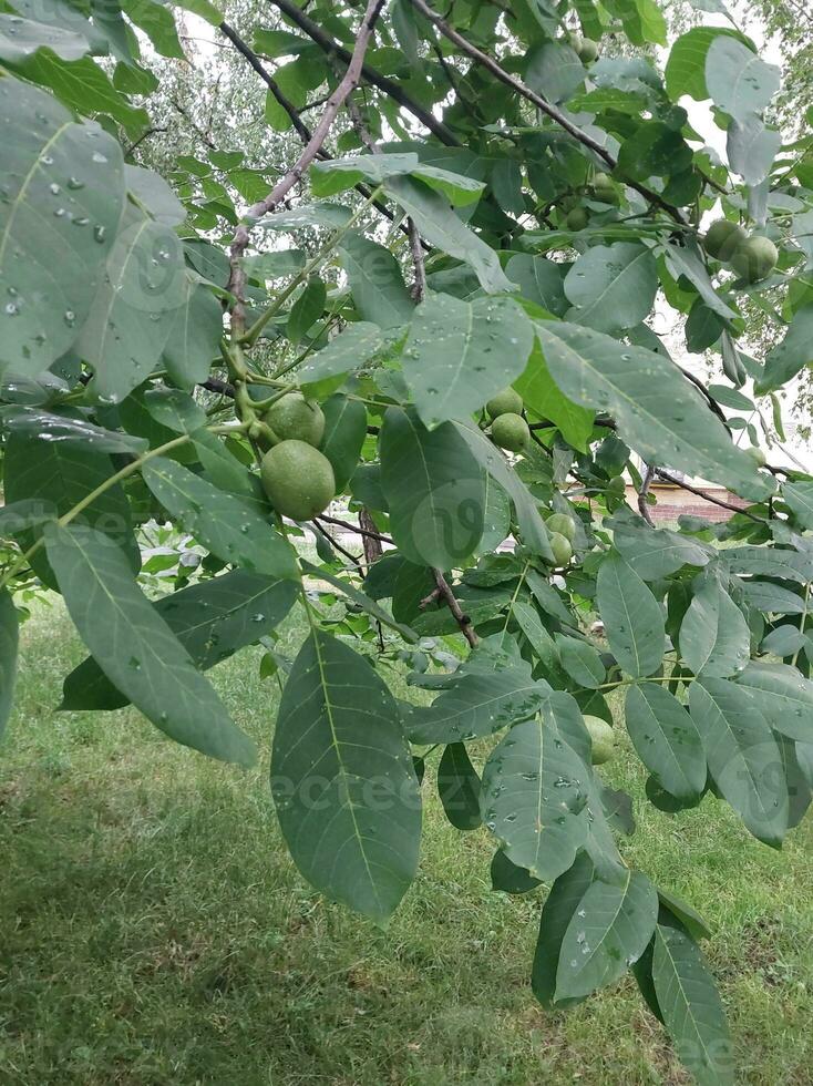 Walnut fruits grow on a tree in summer photo