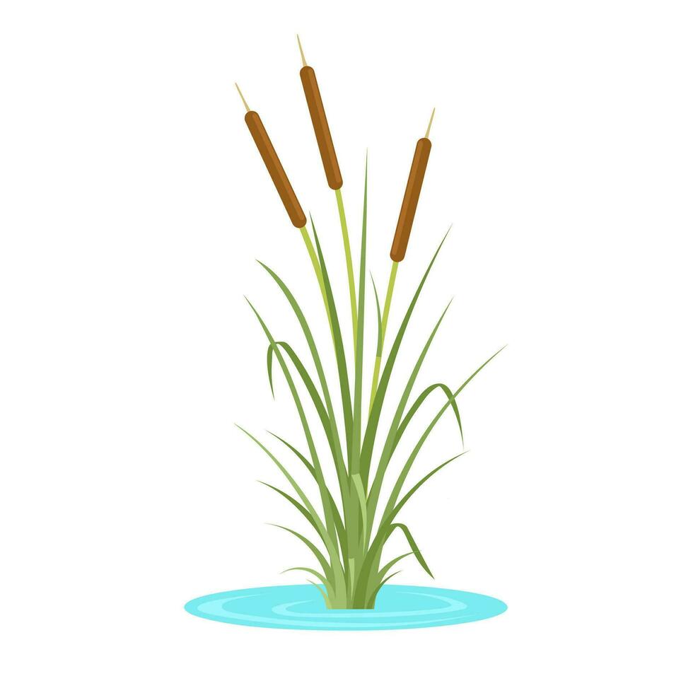 Vector illustration, cattail grass or bulrush, scientific name Typha latifolia, isolated on white background.