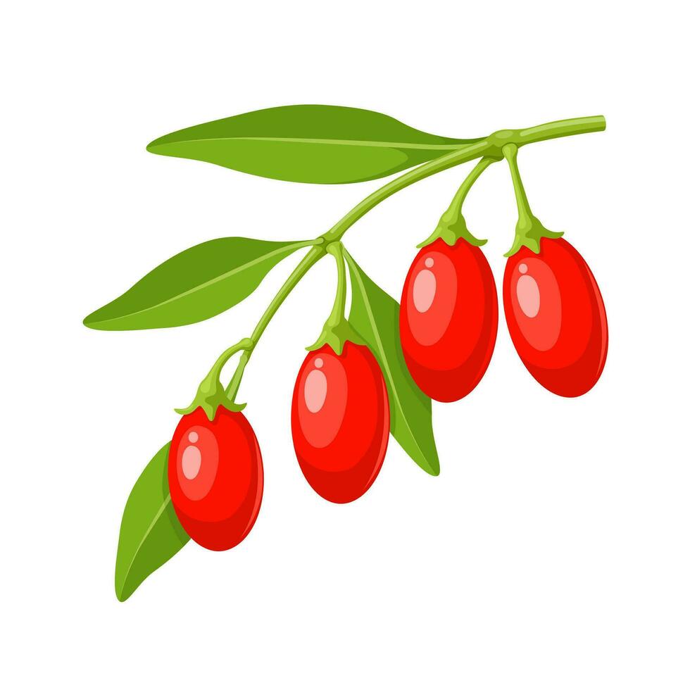 Vector illustration, Goji, goji berry, or wolfberry, scientific name lycii fructus, isolated on white background.