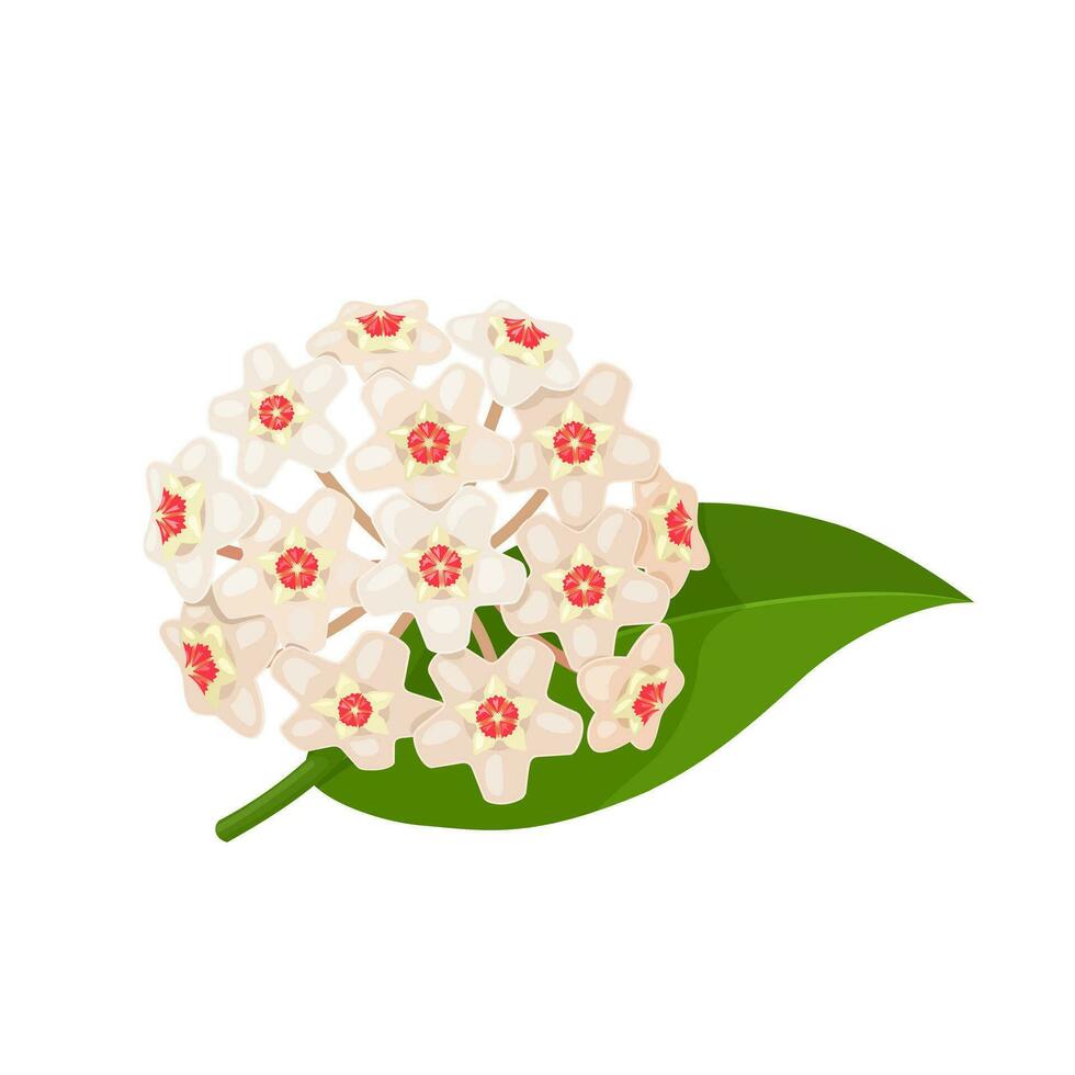 Vector illustration, Hoya carnosa, porcelain flower or wax plant, isolated on white background.