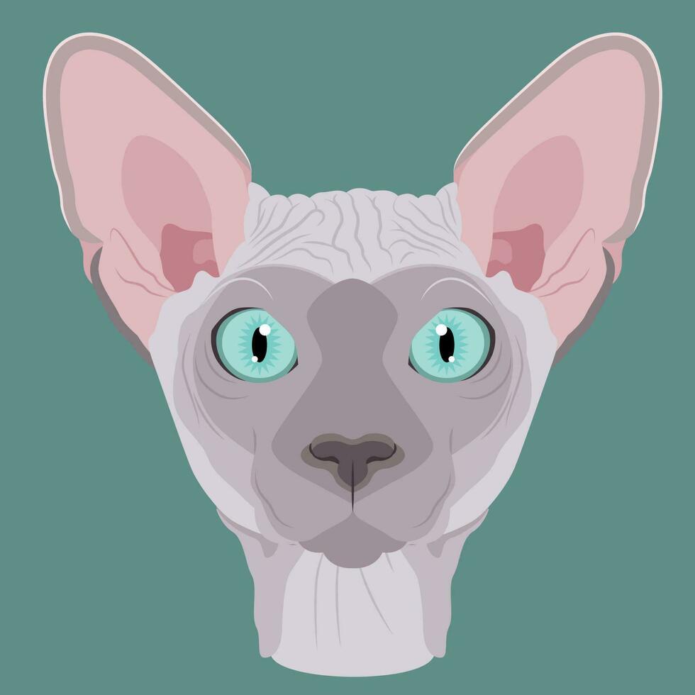 Sphynx cat flat illustration vector