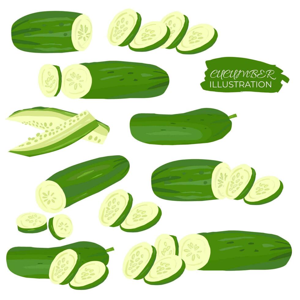 Fresh Organic Cucumber Illustration Set vector