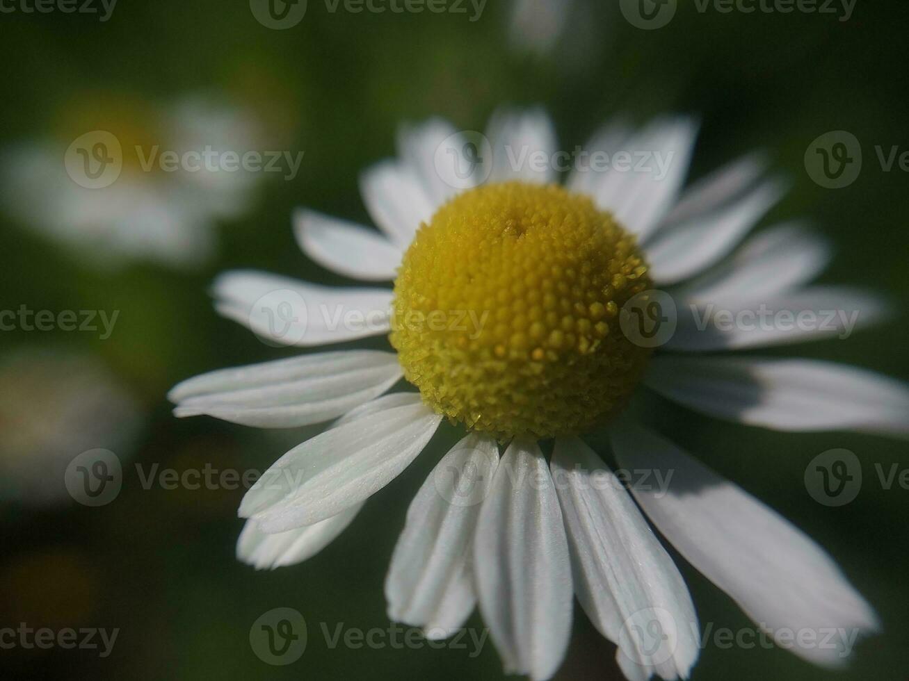 flores silvestres floreció en el campo foto