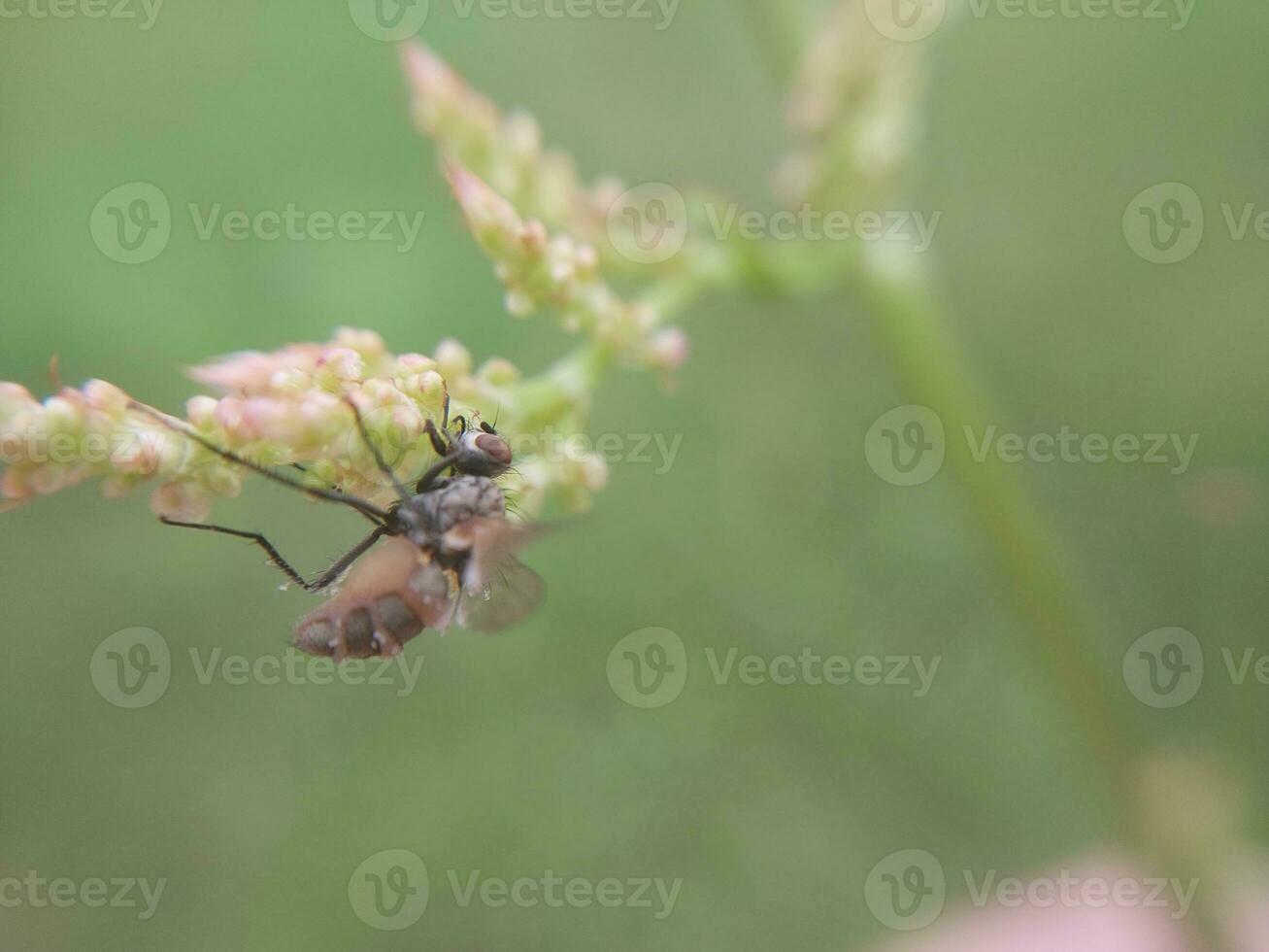 A fly sits on a plant flower photo
