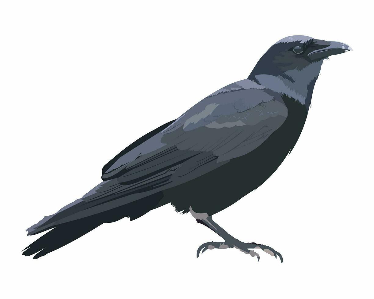 Crow vector illustration isolated on white