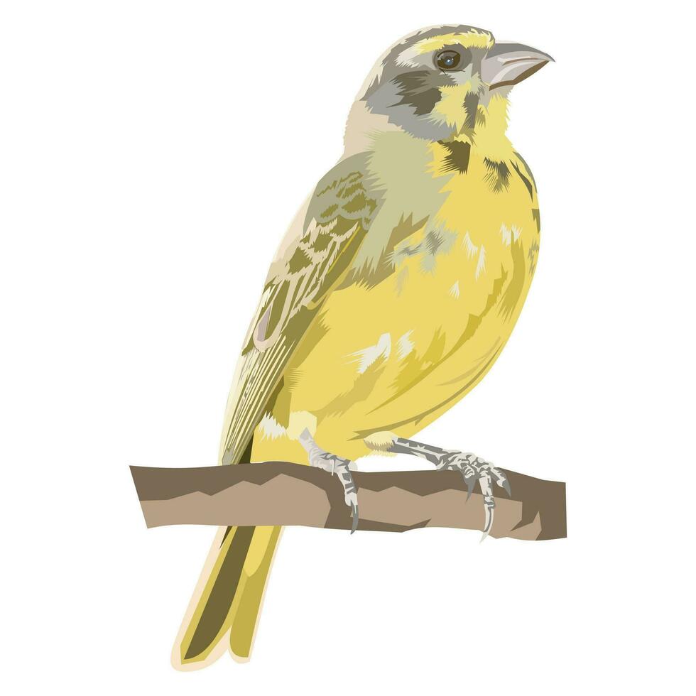 Canary bird vector isolated on white