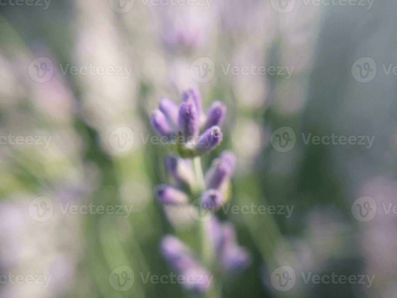 Flowers grew in summer in the garden in the village photo