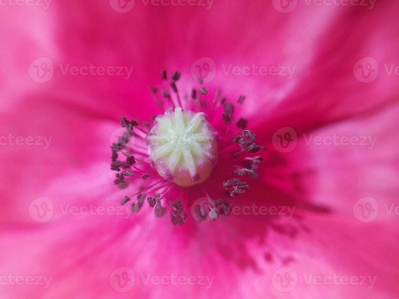 Wildflowers bloomed in the countryside photo