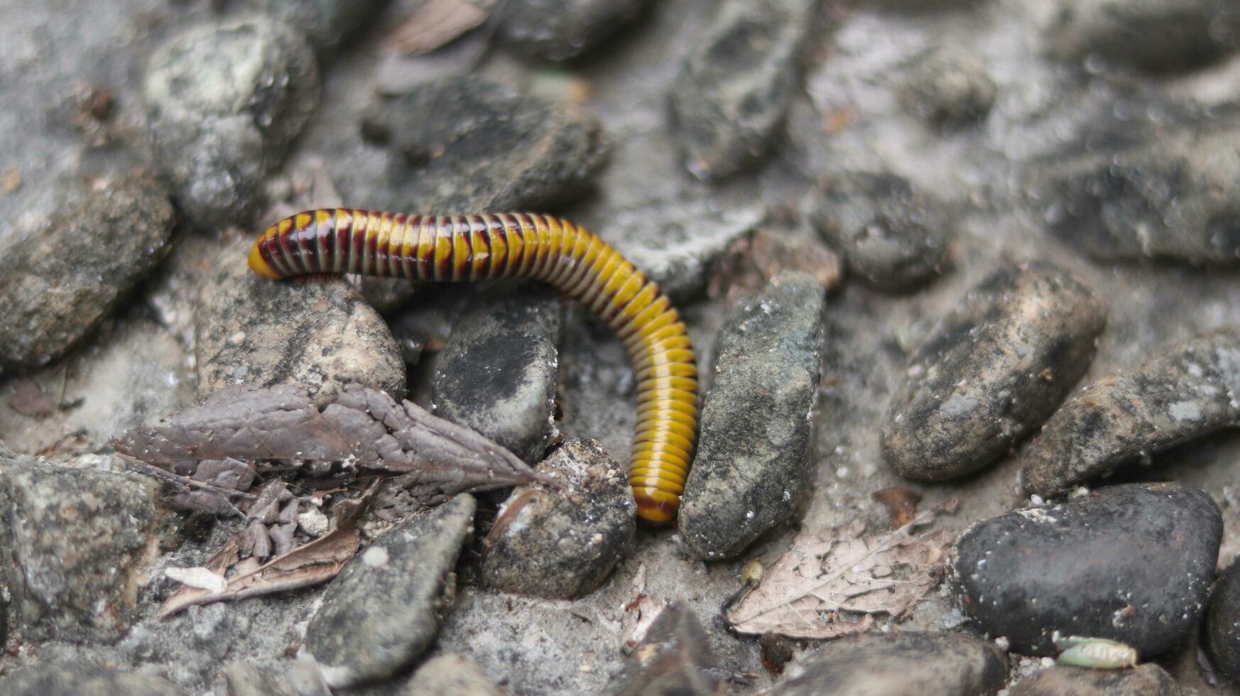 The yellow milipede. It was walking for food in a small pile of rock photo