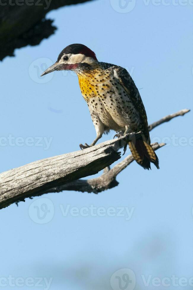 verde prohibido pájaro carpintero en bosque ambiente, la pampa provincia, Patagonia, argentina. foto