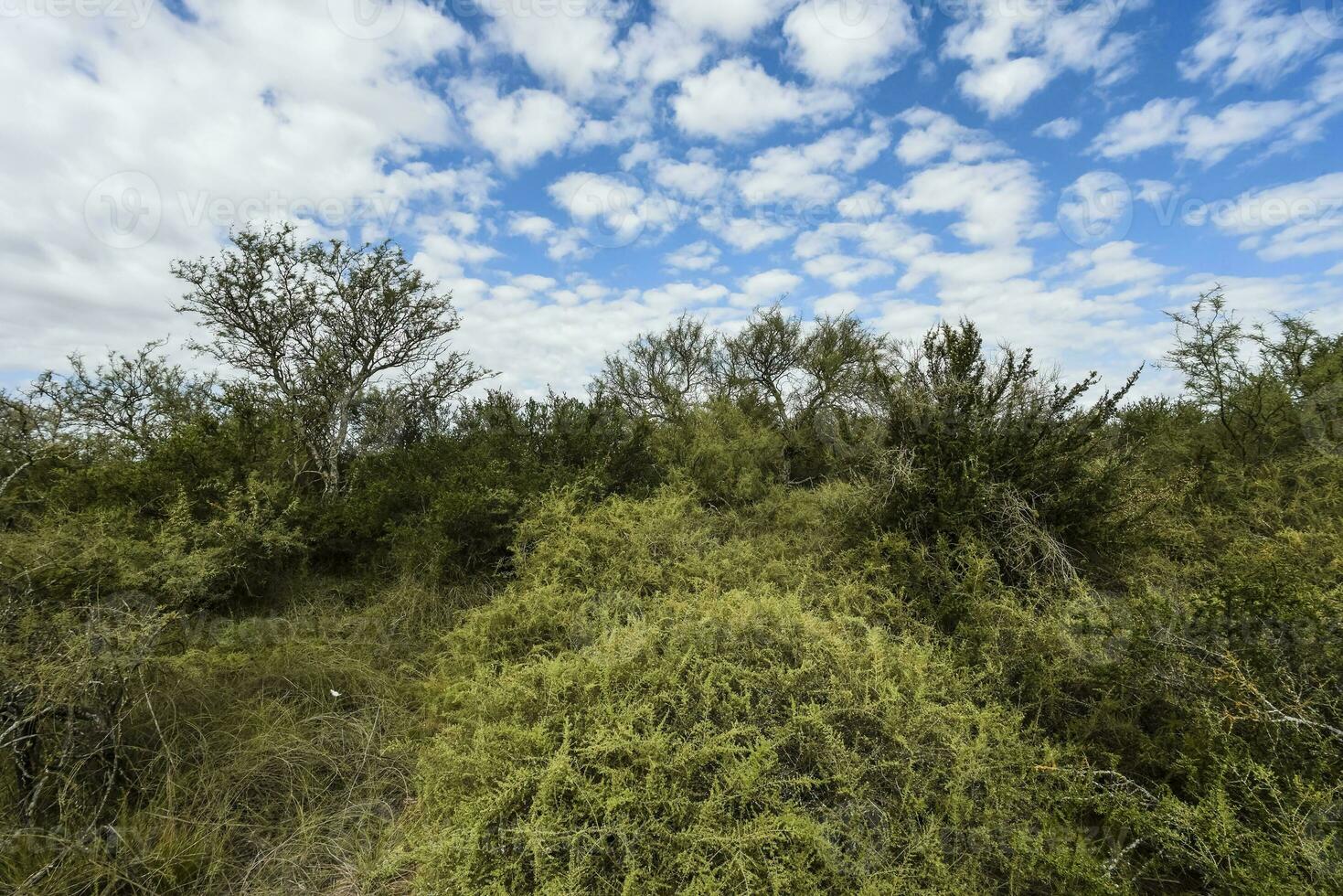 Calden forest landscape, La Pampa province, Patagonia, Argentina. photo