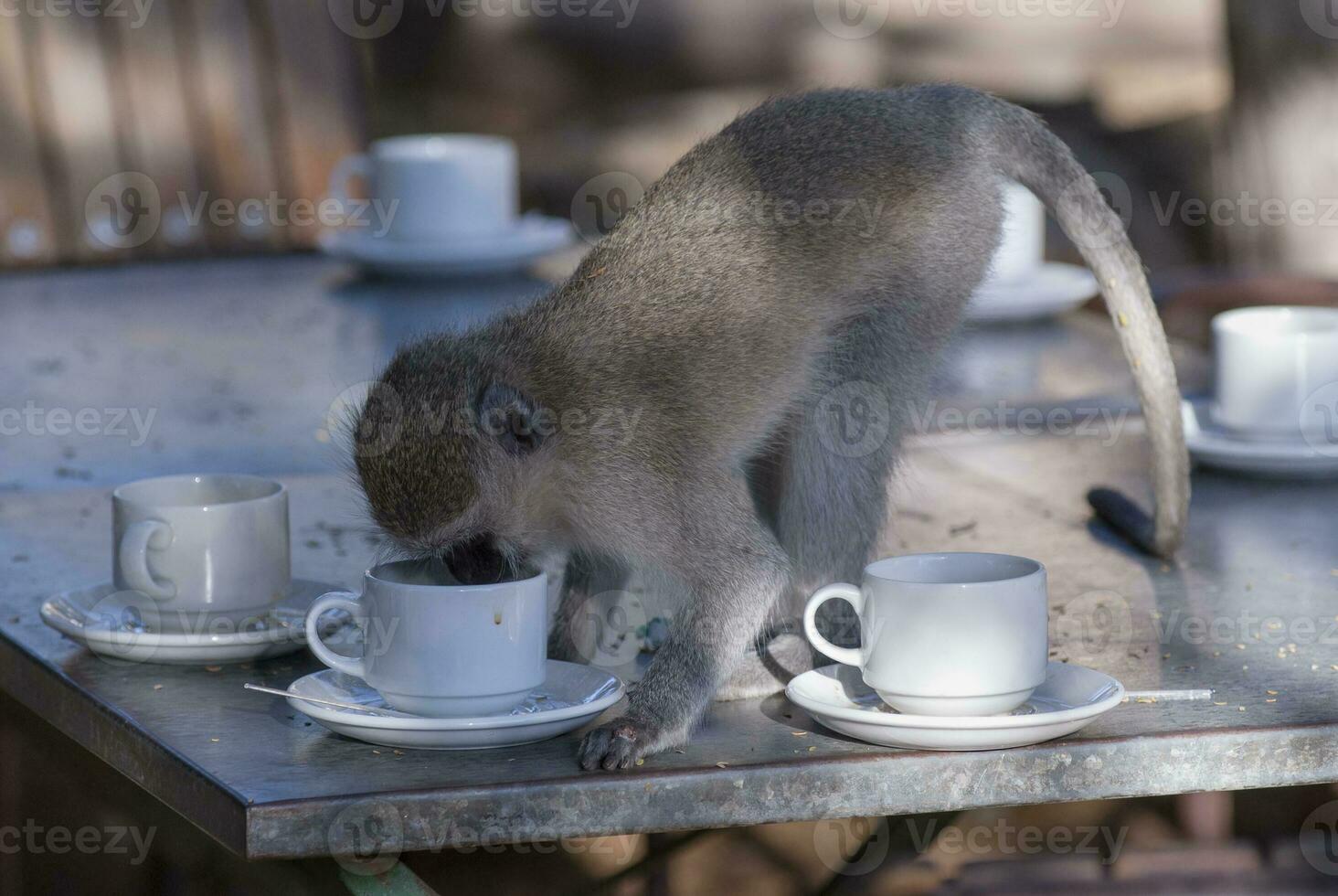 Vervet monkey,Kruger National Park,South Africa photo