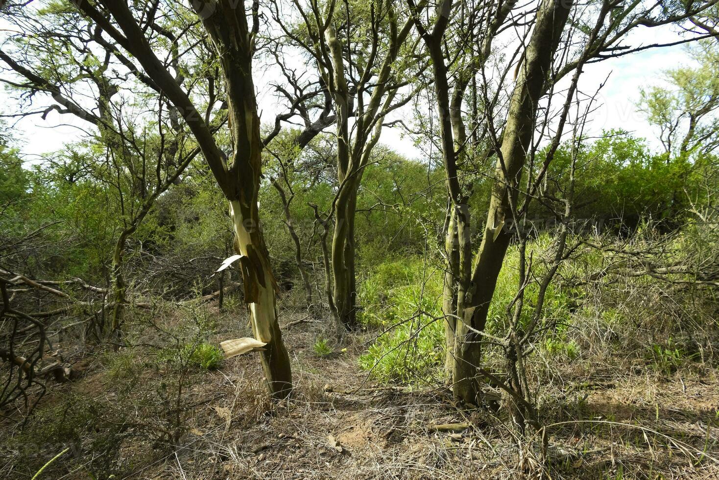 Calden forest landscape, Geoffraea decorticans plants, La Pampa province, Patagonia, Argentina. photo