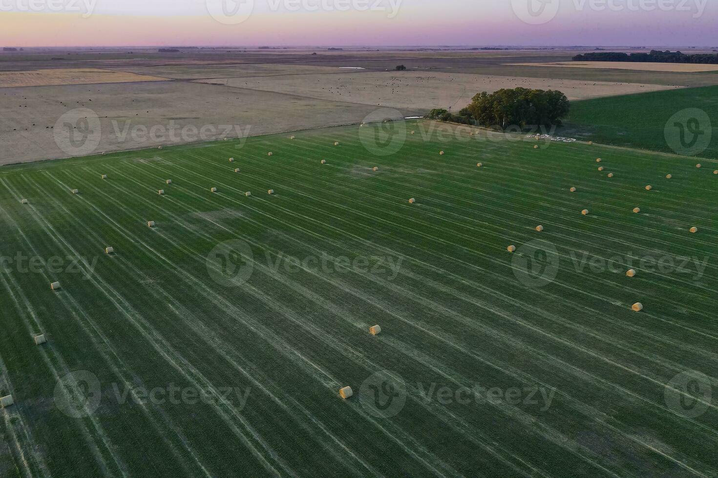 Grass bale in the Pampas countryside, Buenos Aires Province, Argentina photo