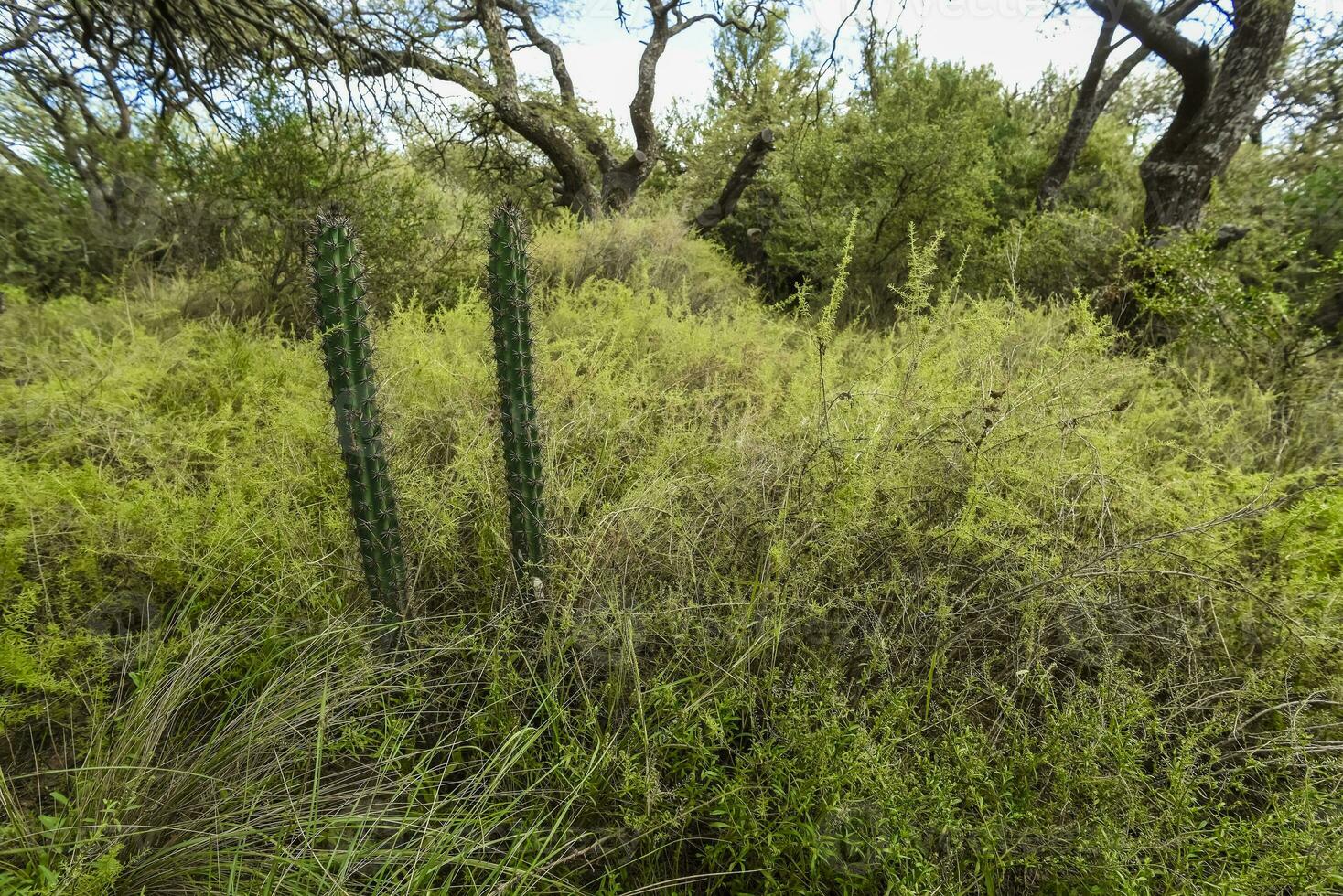 cactus en caldén bosque paisaje, la pampa provincia, Patagonia, argentina. foto