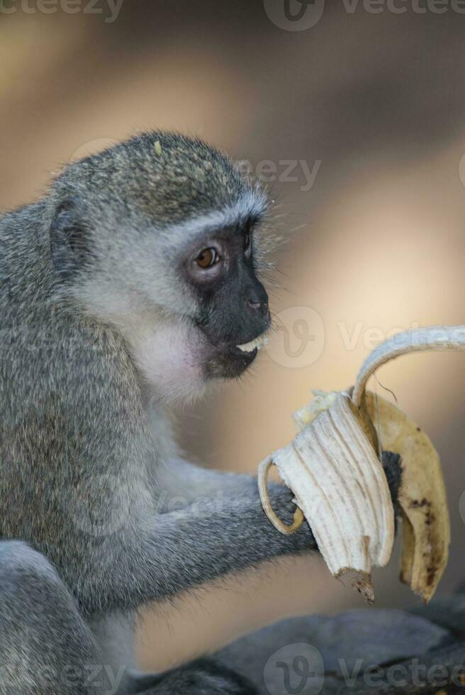 Vervet monkey eating a banana,Kruger National Park,South Africa photo