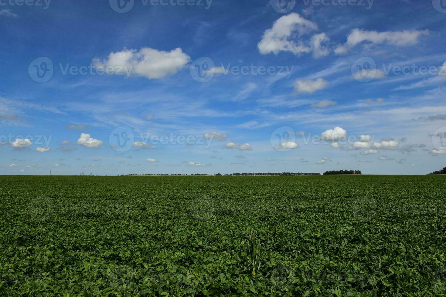 Soybean crop field , in the Buenos Aires Province Countryside, Argentina. photo