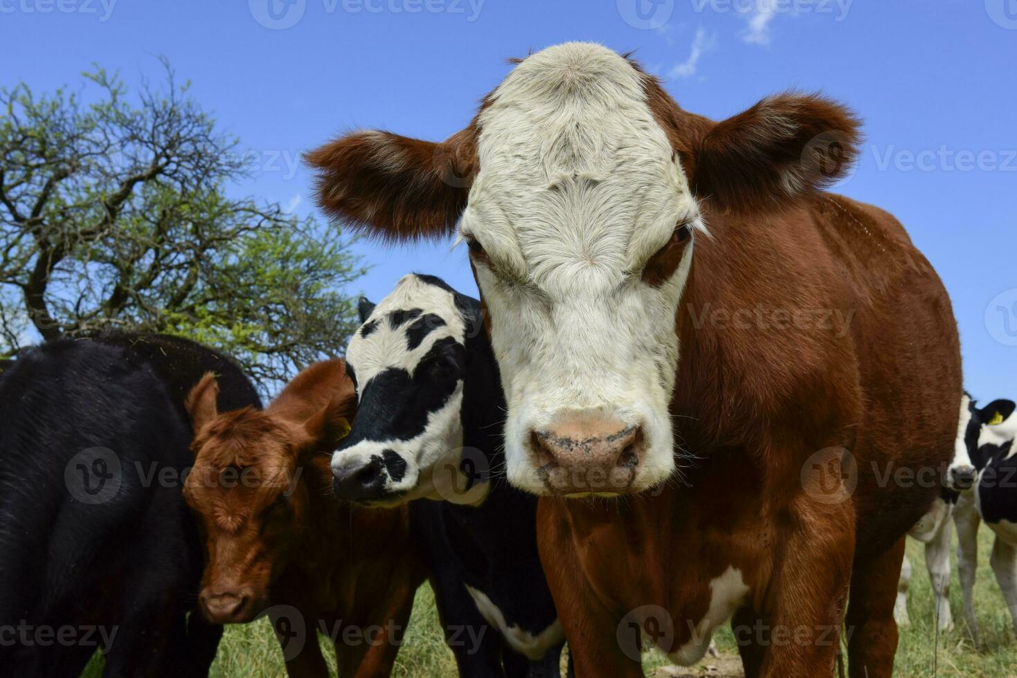 Steers fed on pasture, La Pampa, Argentina photo