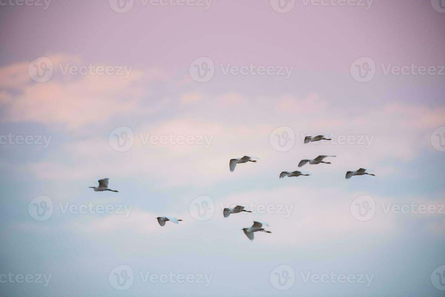 Flock of herons flying,Patagonia,Argentina photo