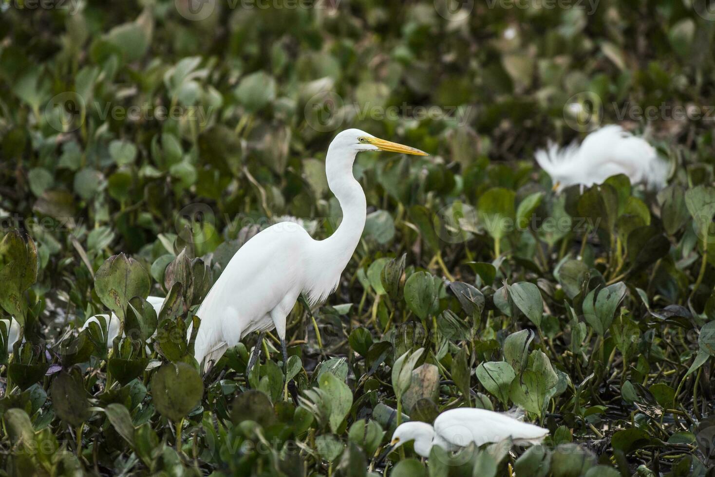Great White Egret in forest environment, Pantanal,Brazil photo