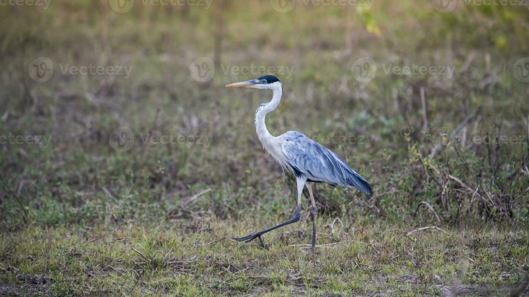 White necked heron in grassland environment, Pantanal , Brazil photo