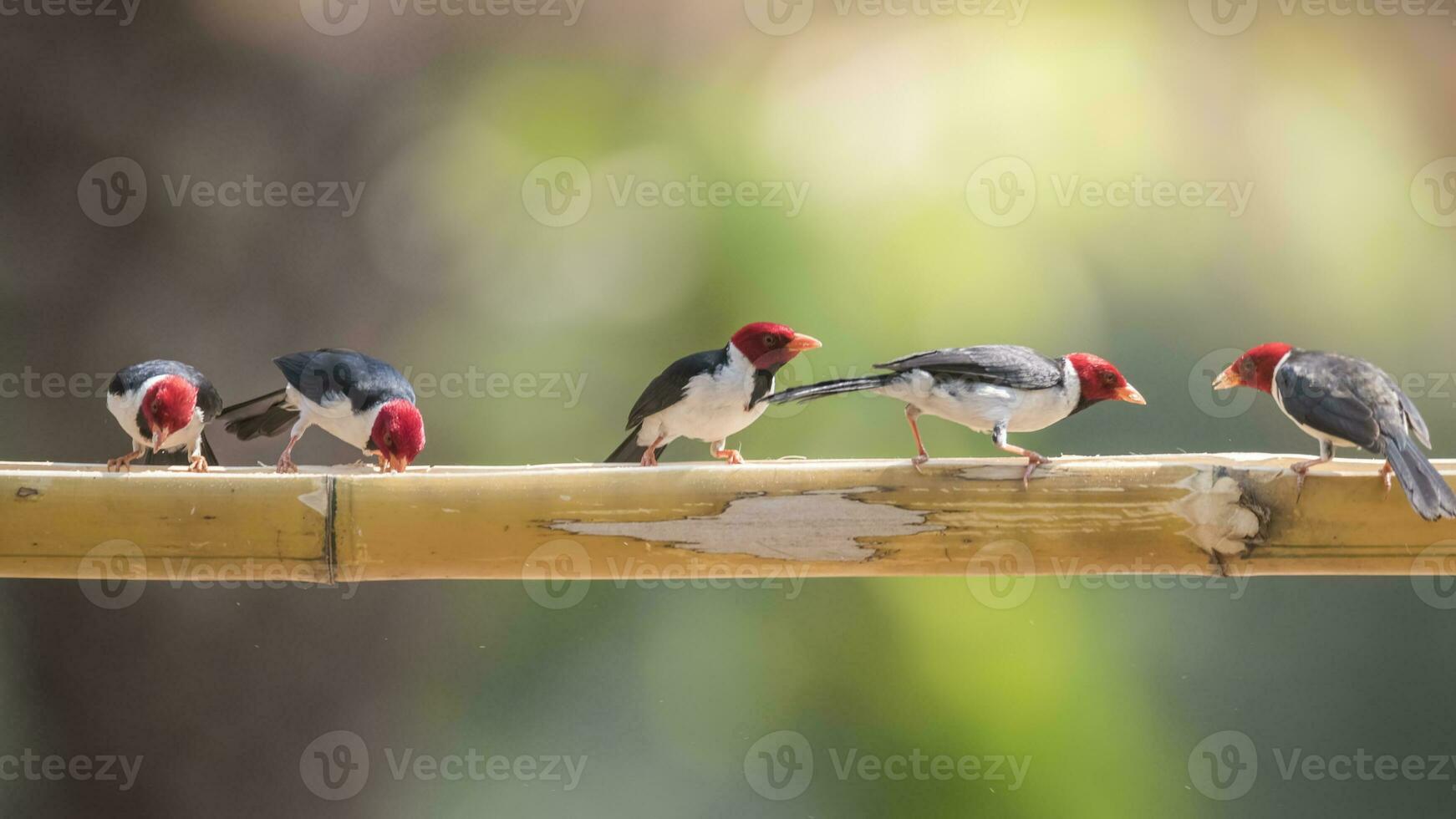 Yellow billed Cardinal,perched on a liana,Pantanal forest, Brazil photo