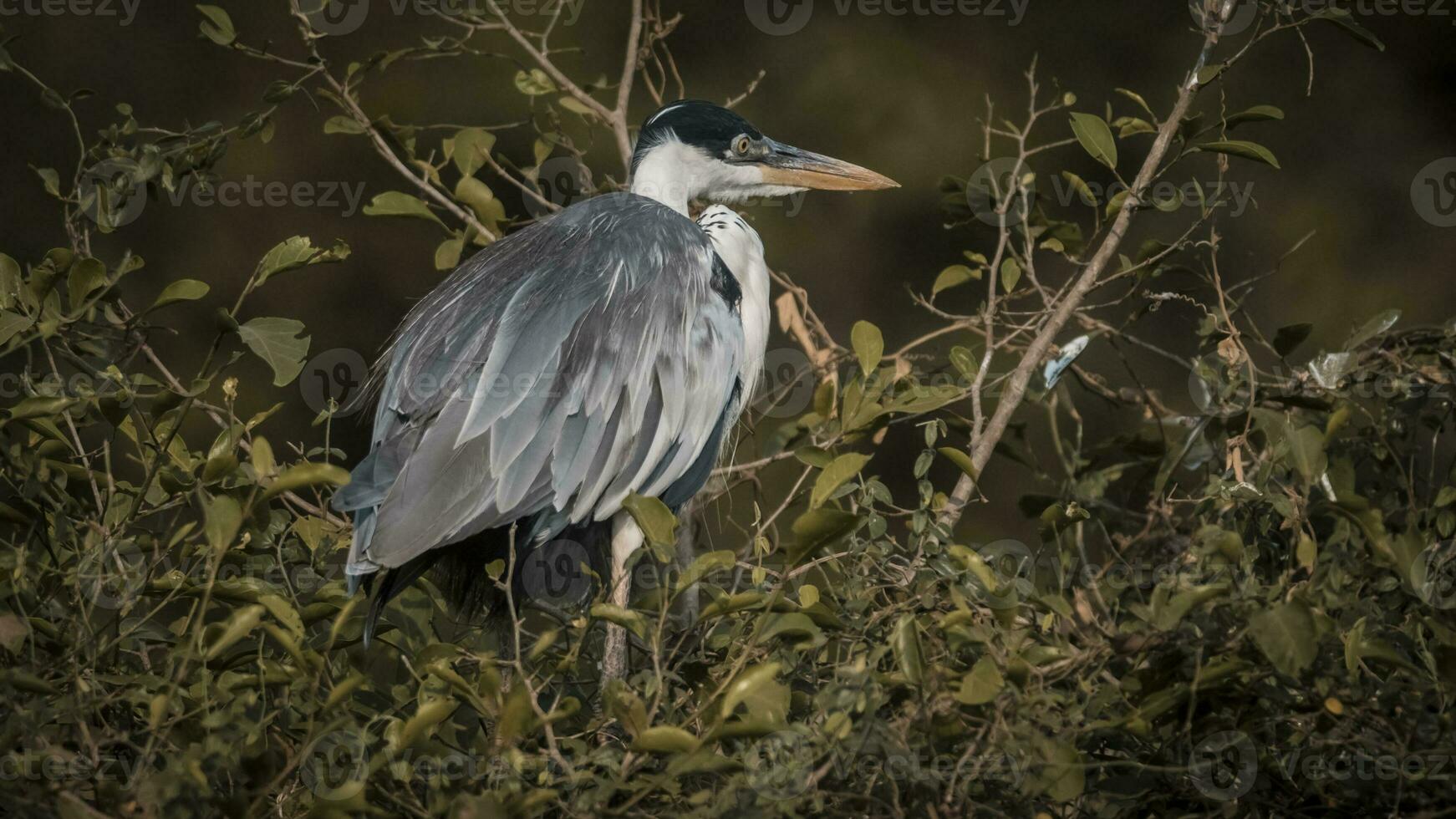 blanco cuello garza, pantanal , Brasil foto