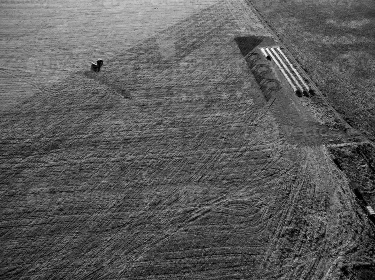 Direct sowing for grazing, Argentine meat production. photo