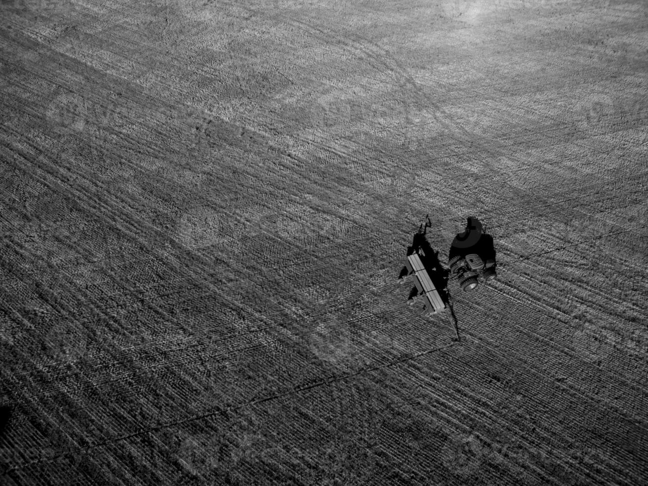 Direct sowing for grazing, Argentine meat production. photo