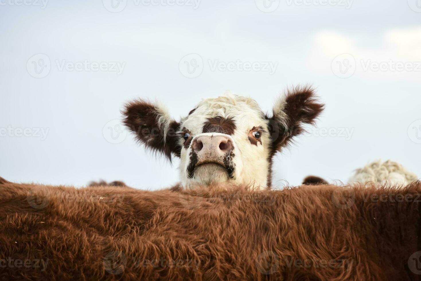 Steers fed on natural grass, Buenos Aires Province, Argentina photo