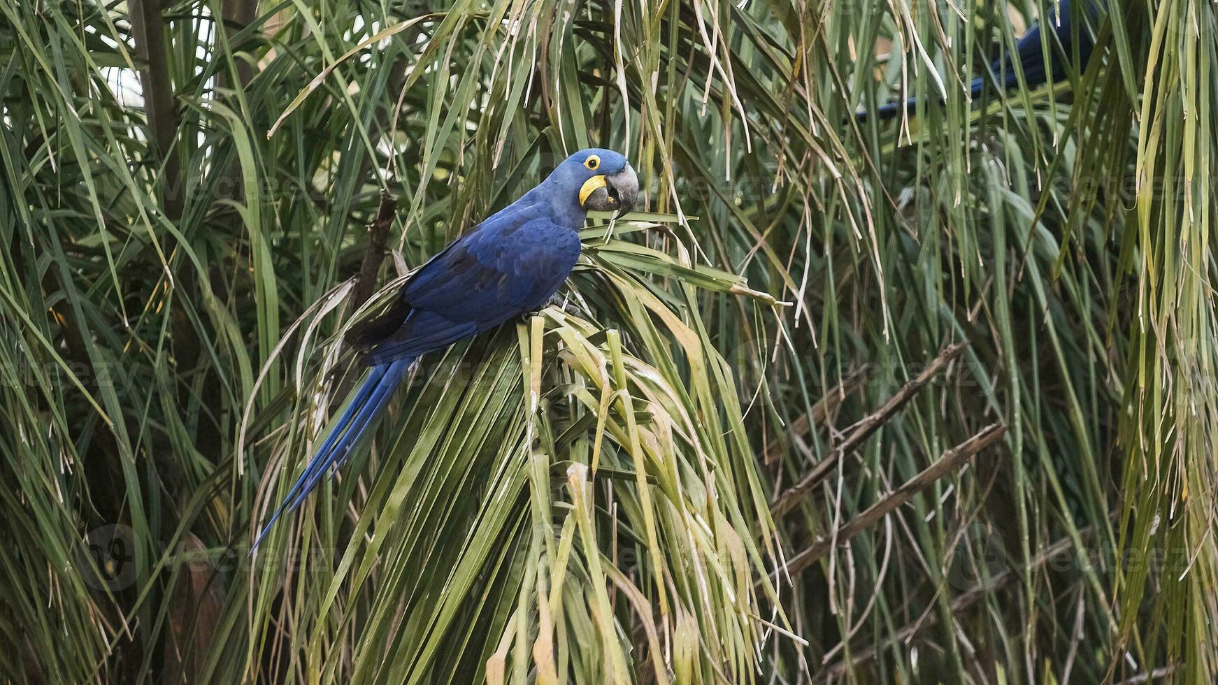 Hyacinth Macaw,Pantanal Forest, Brazil photo