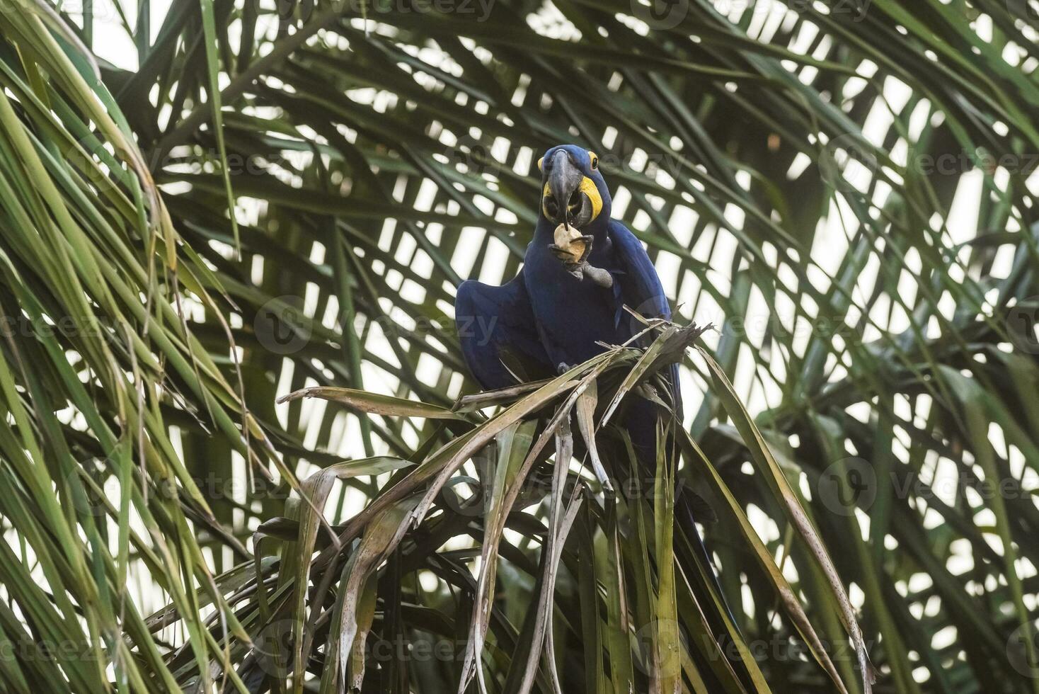 Hyacinth Macaw,Pantanal Forest, Brazil photo