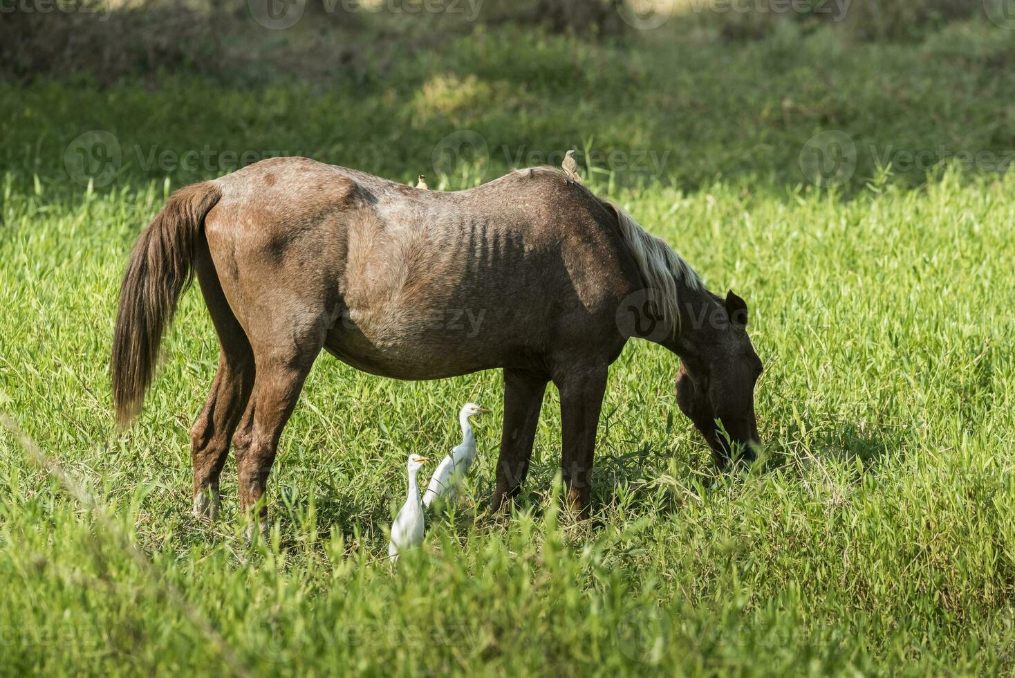 Horse and white herons, Pantanal , Brasil photo